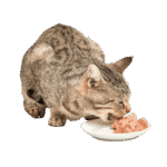 Fresh Chicken Cat Food - Image 3