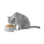 High Nutrition Food - Image 3