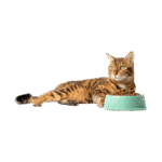Fish Flavor Dry Food - Image 3