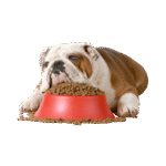 Chicken Dry Food - Image 3