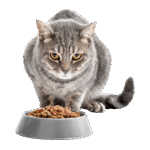 Meat Dry Cat Food - Image 3